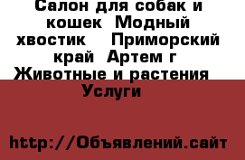 Салон для собак и кошек “Модный хвостик“ - Приморский край, Артем г. Животные и растения » Услуги   